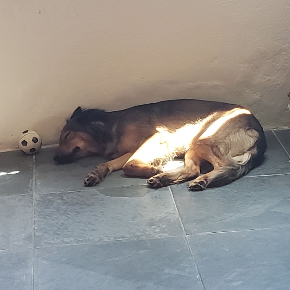 foto mais distante da cachorra ela esta dormindo