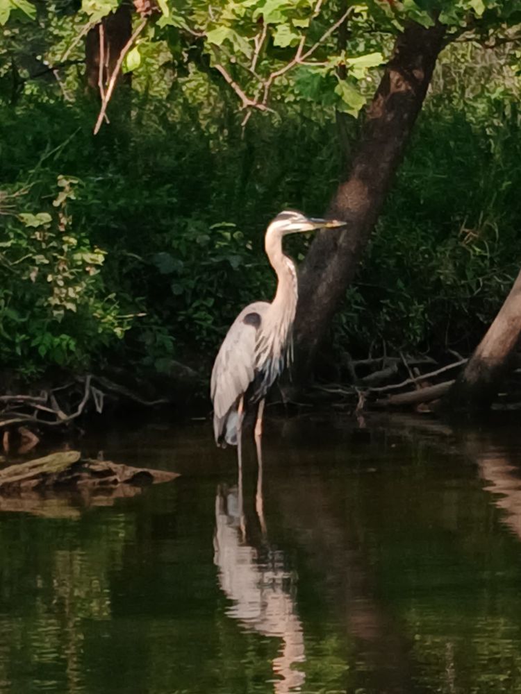 Heron in lake