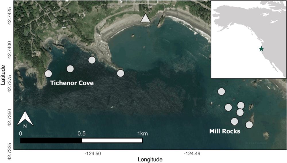 Exploring indirect effects of a classic trophic cascade between urchins and kelp on zooplankton and whales