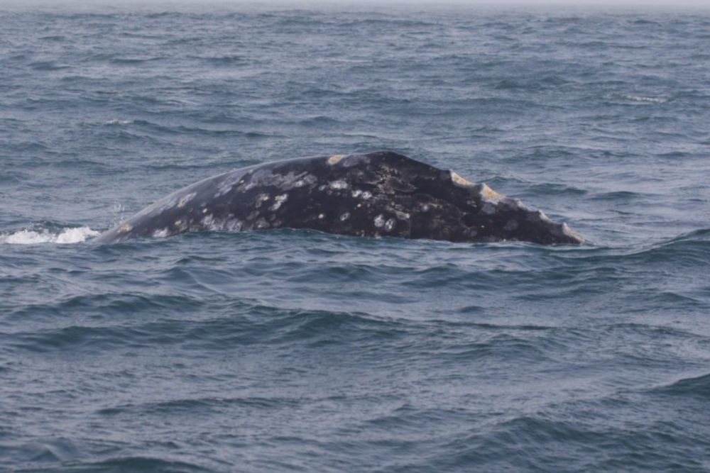 When do male whales get randy? Exploring the seasonal testosterone patters in the PCFG gray whale