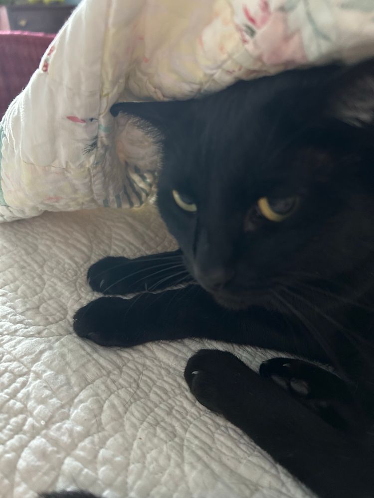 Image is of the sweetest girl beautiful black bombay feline poking her head from under the blanket. Her big golden eyes shine. 