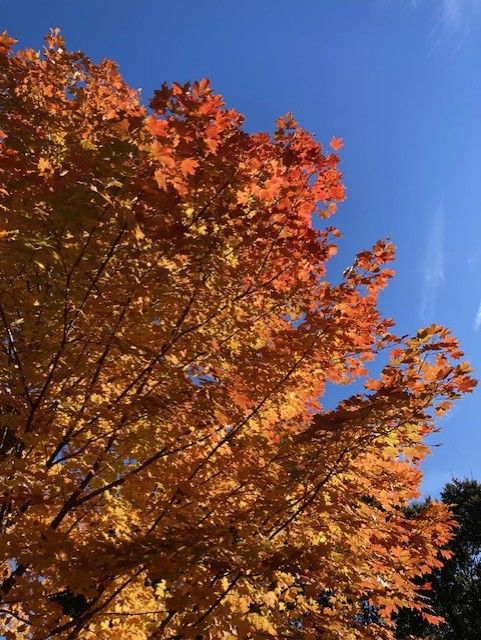 Autumn tree with bright orange leaves