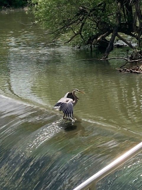 A great blue heron spreads its wings while standing in rushing waters.