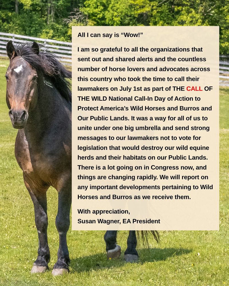 A photo of a Wild Mustang next to a letter saying, "All I can say is “Wow!” I am so grateful to all the organizations that sent out and shared alerts and the countless number of horse lovers and advocates across this country who took the time to call their lawmakers on July 1st as part of The Call of the Wild National Call-In Day of Action to Protect America’s Wild Horses and Burros and Our Public Lands. It was a way for all of us to unite under one big umbrella and send strong messages to our lawmakers not to vote for legislation that would destroy our wild equine herds and their habitats on our Public Lands. There is a lot going on in Congress now, and things are changing rapidly. We will report on any important developments pertaining to Wild Horses and Burros as we receive them. With appreciation, Susan Wagner, EA President."
