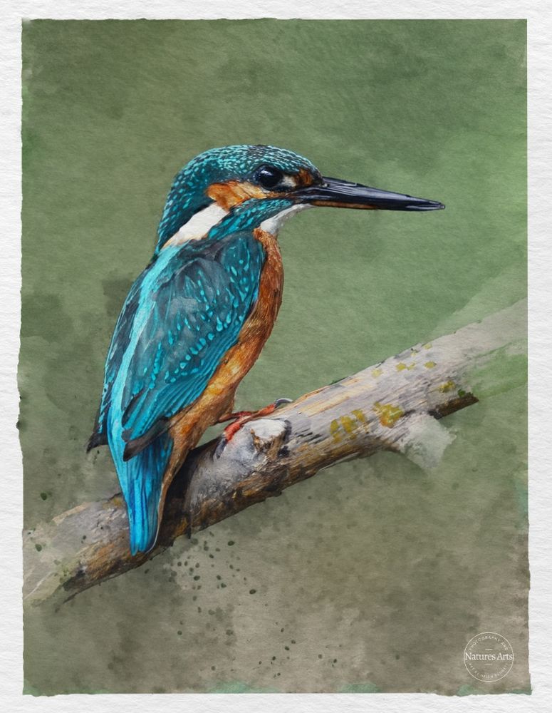 A watercolour painting of a female Kingfisher perched on a branch in a slight side profile looking to the right. You can just see the bright turquoise blue of her back with darker speckled blue feathers of her stubby tail, wings and head.  She has mottled orange coppery feathers on her chest, orange under her eye and the lower part of their long pointed bill.  The background is made with layers of watercolour washes in greens and beige with a stippling effect under the branch to represent movement. 