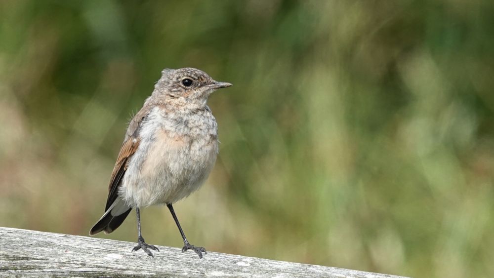 A photograph of a small bird with long legs standing on a wooden rail facing forwards with its head turned to the right as viewed.  The bird is mottled grey brown across its head with a lighter mottled grey chest.  The background is blurred in shades of buff and greens from the foilage behind. 8 July 25 UK