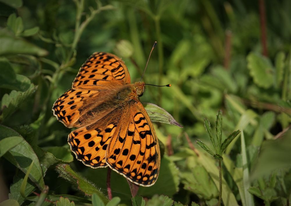 A photograph of a butterfly with its wings open resting on green wildflower leaves low on the ground.  Its upperwings are bright orange and adorned with black spots and stripes creating an attractive and intricate pattern.
