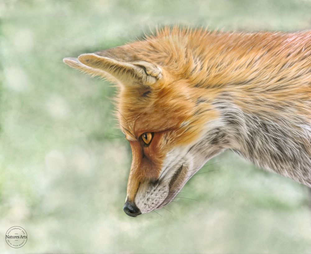 A coloured pencil drawing portrait of a Red Fox.  Her head and shoulder lean in from the right as she has her eyes fixed on her prey in the distance... the background is mottled of shades of green and cream by using pan pastels and a sponge on pastel mat paper. #fox #foxes