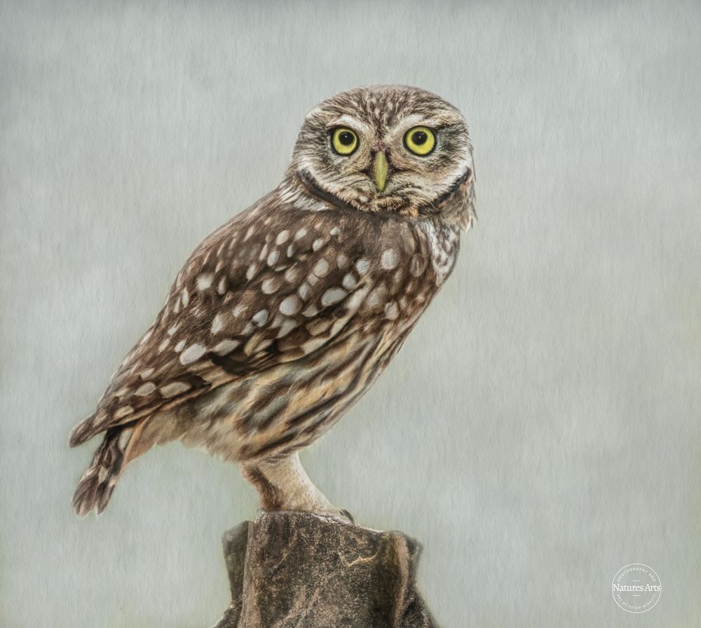 A pastel and pencil drawing of a Little Owl perched on a tree stump.  The owl is in side profile with his head turned to look straight at the viewer. The background is pale blue grey pan pastel mix. 