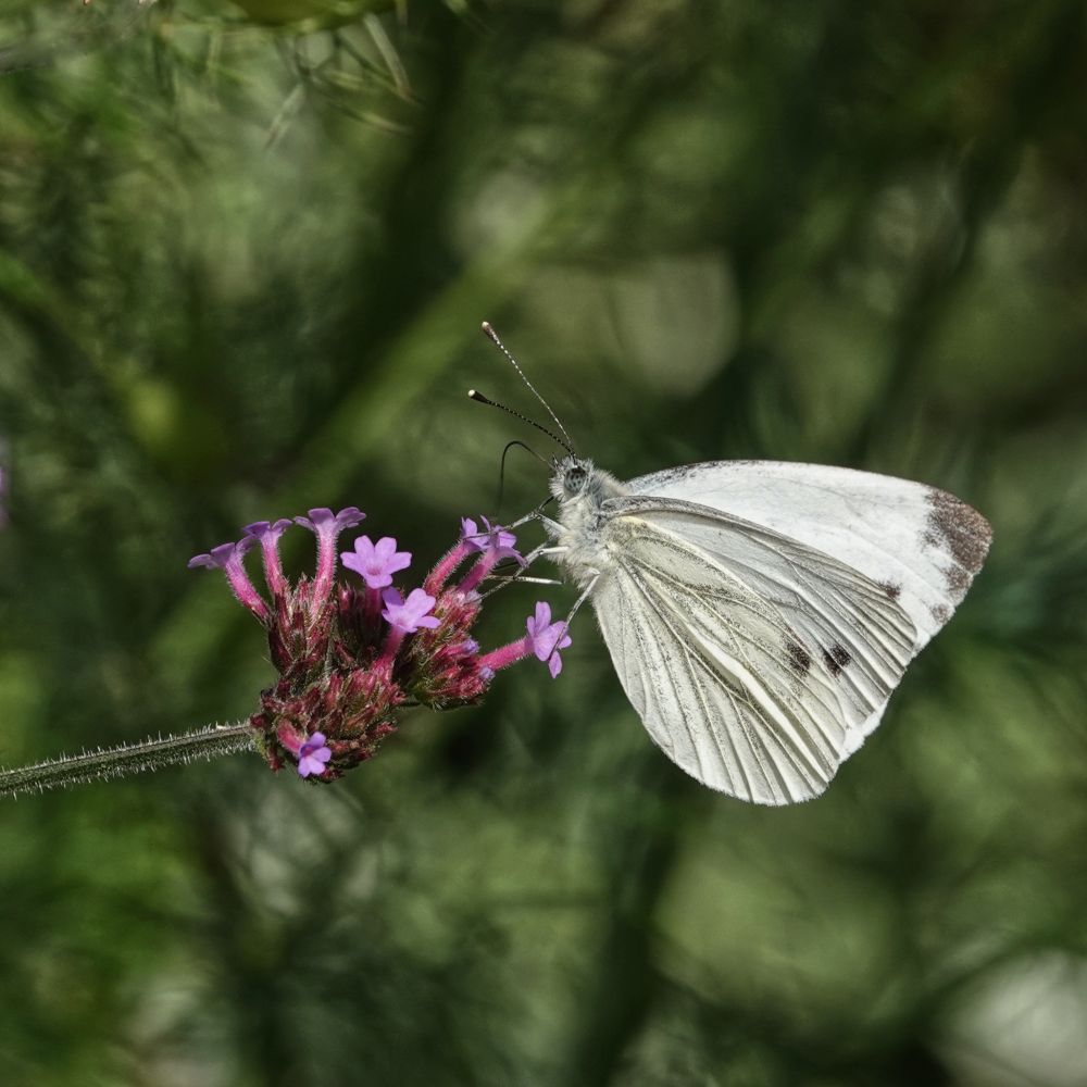 A photograph of a white butterfly in side profile feeding on the small pink purple flowers of verbena. The butterfly contrasts against a green background on a bright sunny day.