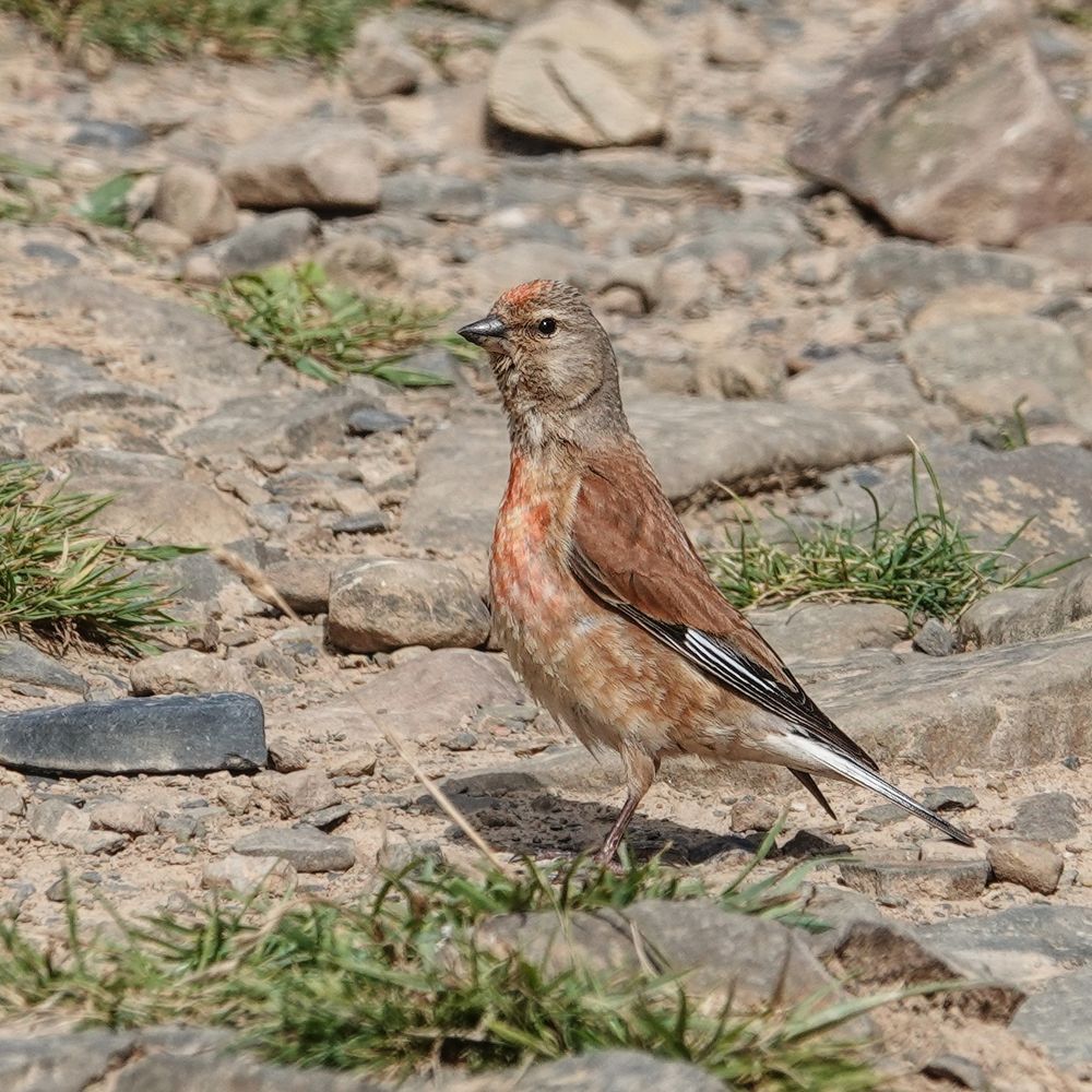 A photograph of a male common Linnet, a small, slim finch, with a grey head, brown back, and pink forehead and breast. Seen in side profile facing towards the left as viewed.  He is standing in a stretched posed like a statue on a sandy path with stones and small tufts of grass.  The path and stones blur in to the distance. Taken on a bright sunny day, south east, UK.