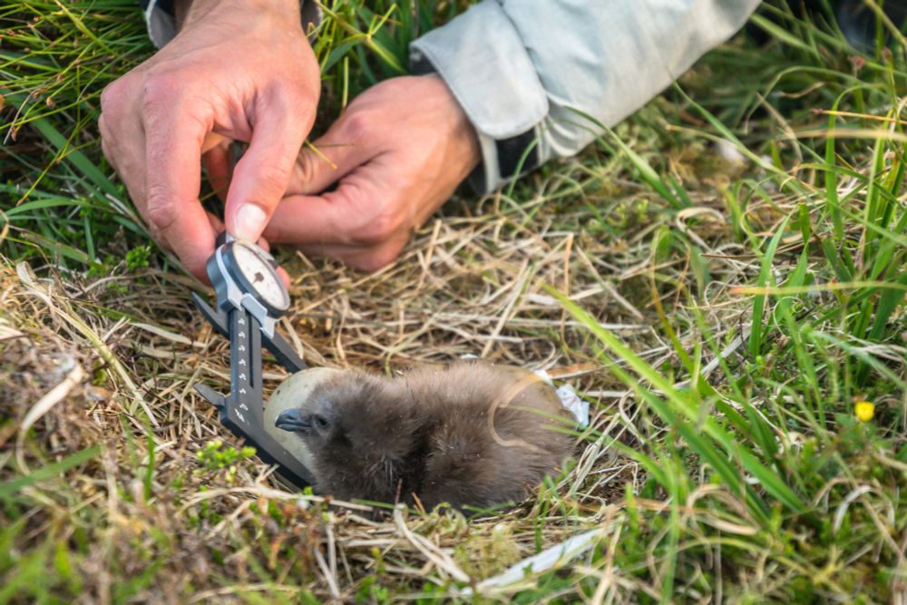 Great Skua chick and egg being measured with calipers, taken by Danni Thompson.