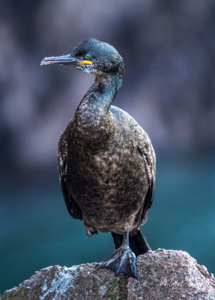 European shag resting on a rock.