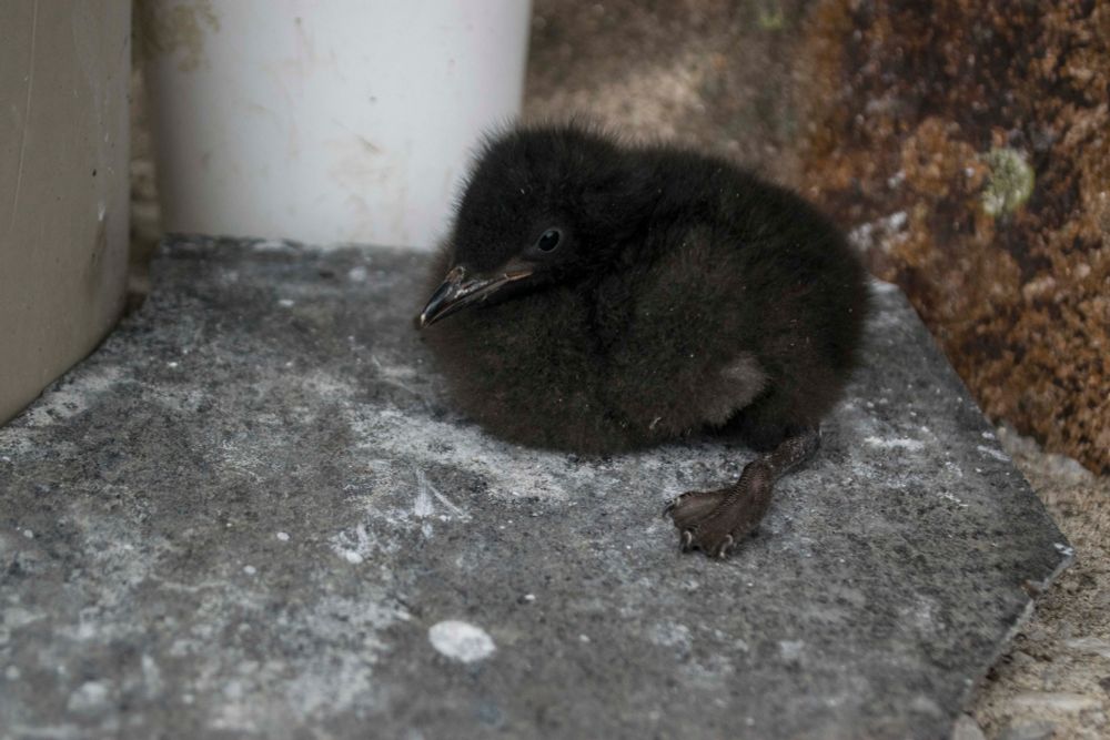 A small, black, fluffy nestling Black guillemot. Photo: Debs Allbrook.