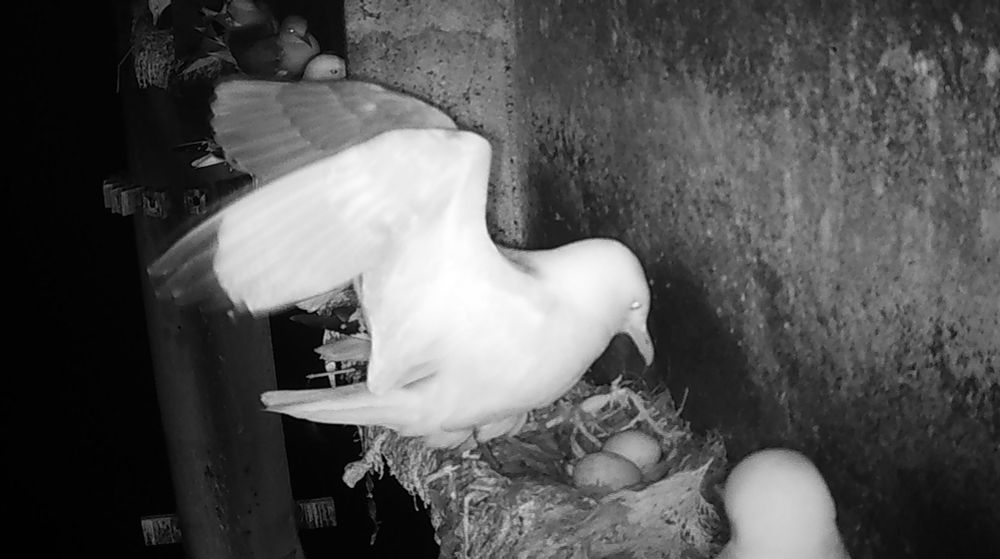A kittiwake on a nest with two eggs