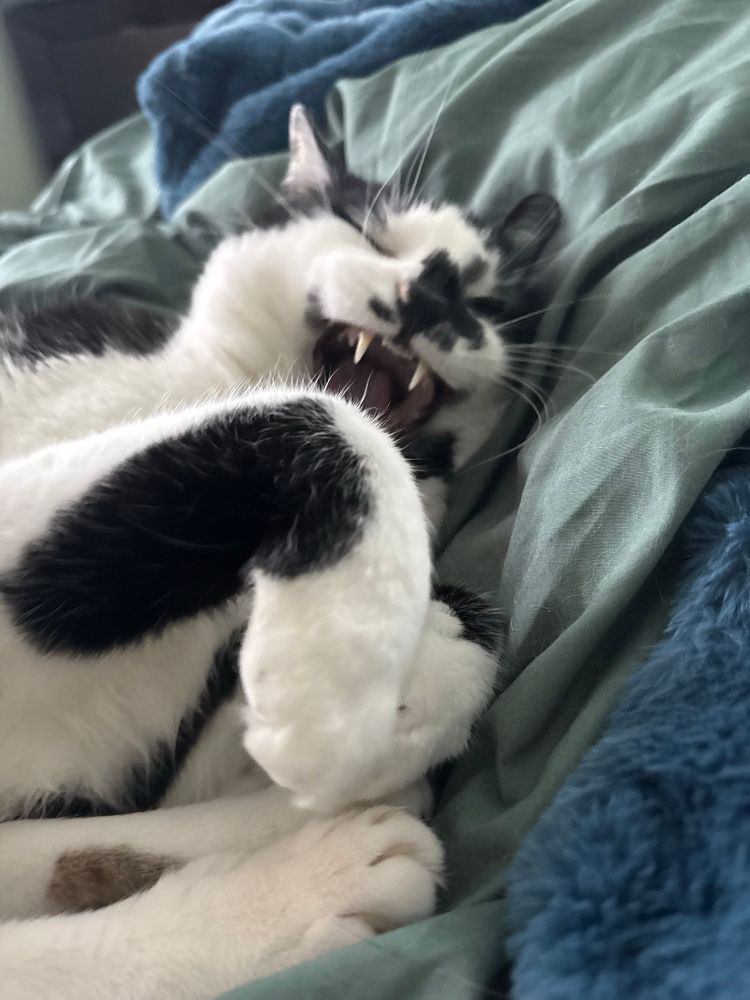 tassie, my black and white kitty, yawning. her two front fangs are visible and a paw is covering some of her face