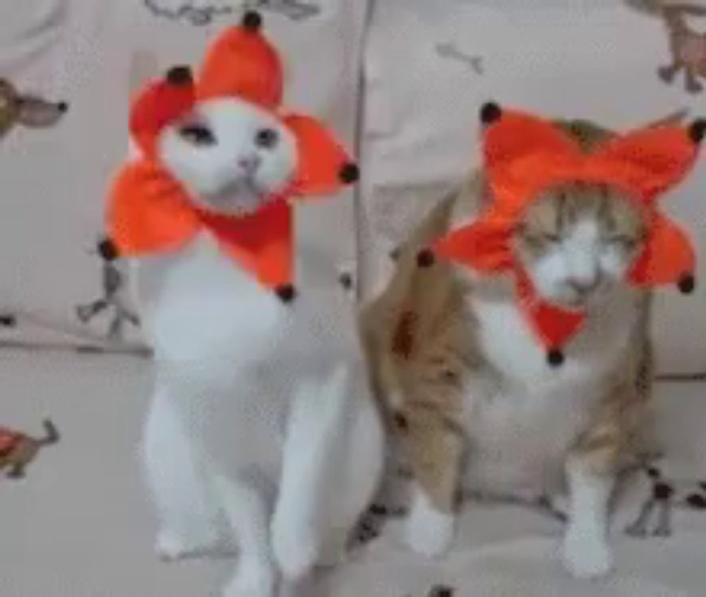 two cats wearing red hats are sitting next to each other on a bed