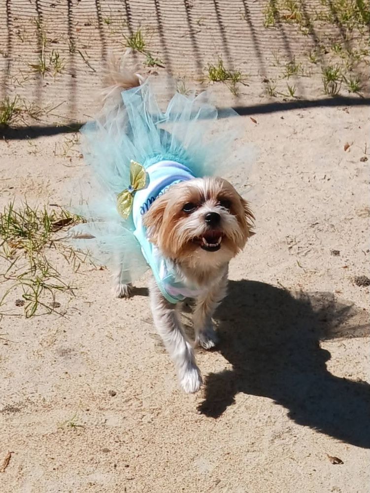 Yorkie in a dress