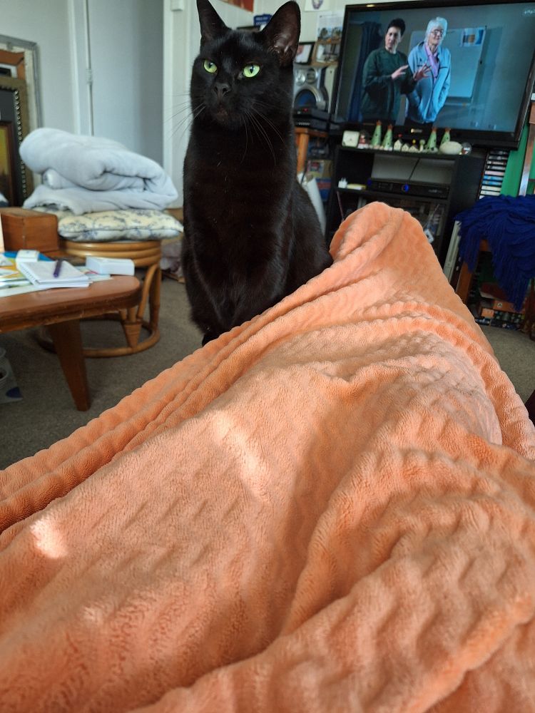 A black cat on a footstool trying to stare out the person. 