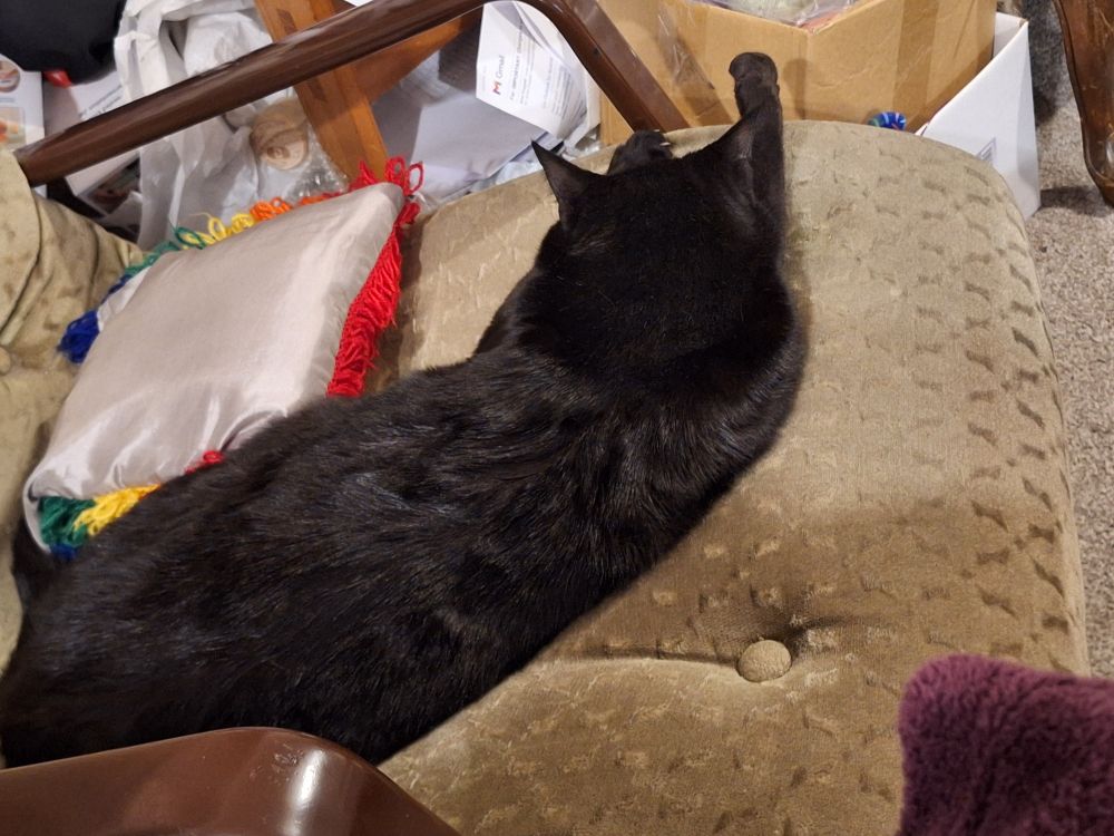 Success! A black cat sprawled on a chair. 