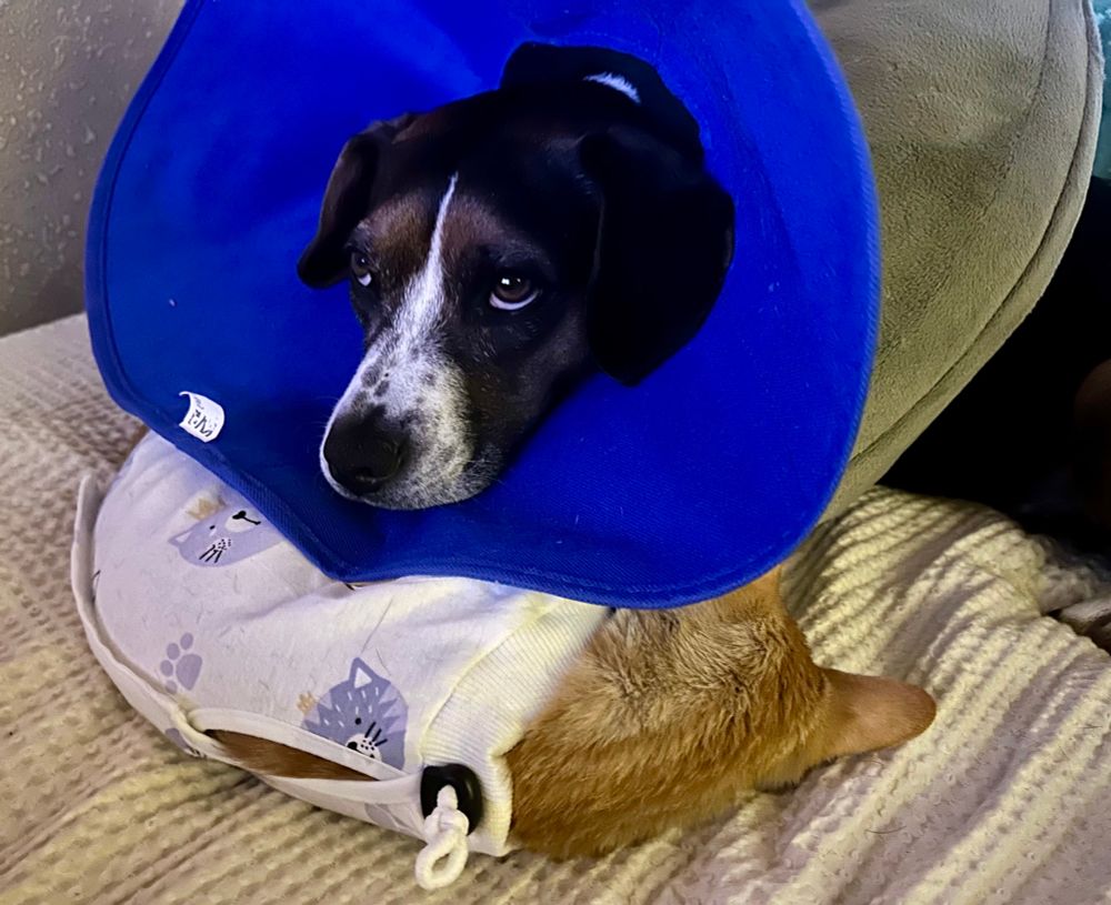 Bebop, who resembles a tall beagle, is wearing a protective foam neck donut and a floppy blue cone in front of it.  She is reclining, with the donut serving as a comfy pillow, and has draped the soft cone partially over the small orange kitten lying on its side asleep in front of her.  Kitty’s back is to the camera and her head is partially tucked underneath the dog and cone.  The kitten is wearing a white surgical onesie to prevent her from licking the incision site on her abdomen.  The dog’s eyes are looking upward at the tv screen just to the left of the camera.