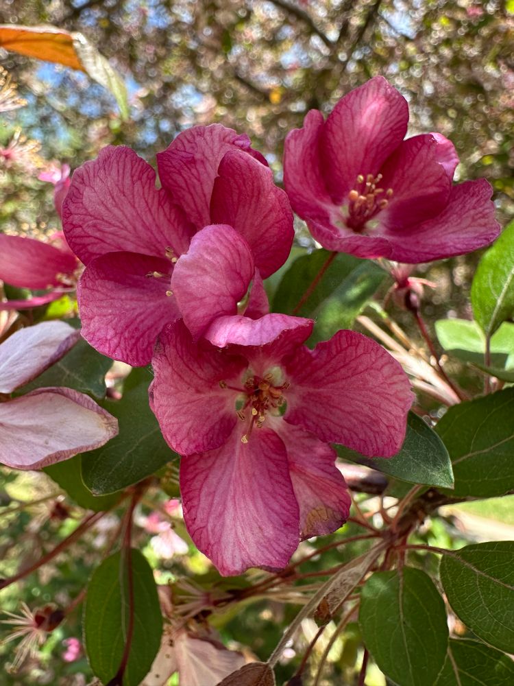 Pink flowers on a choke cherry tree.