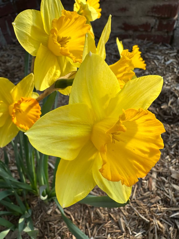 Yellow daffodils standing tall and in full bloom 