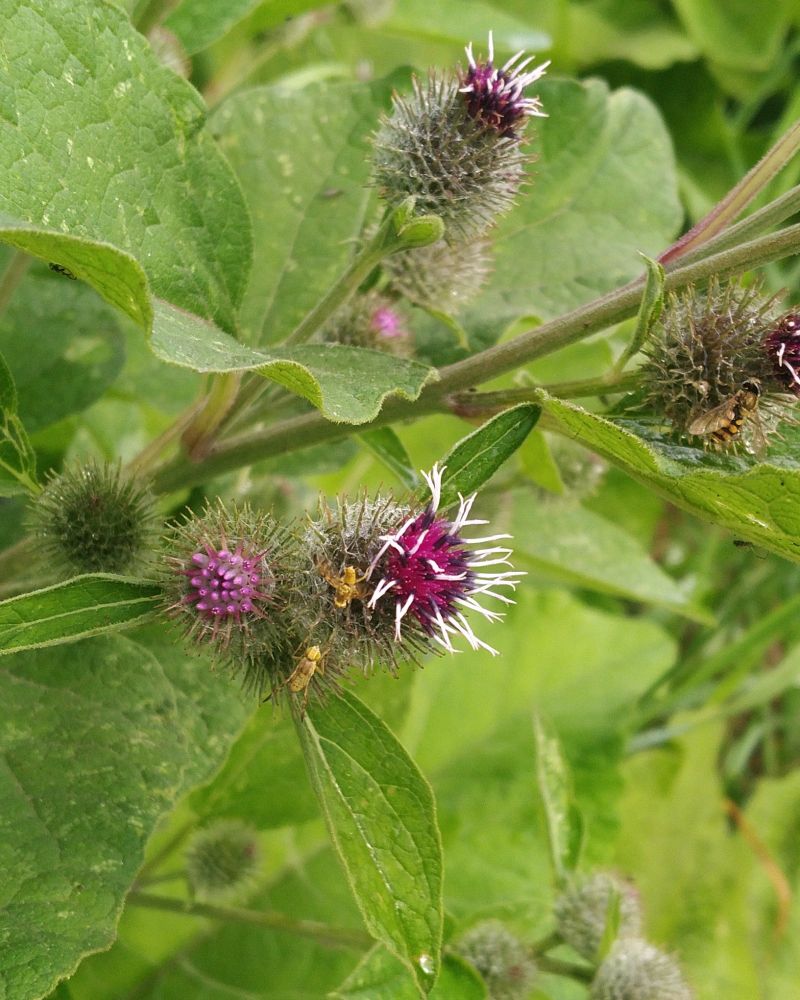 Amidst large and very green leaves, a deep crimson flower head with white bristly parts emerging from it.