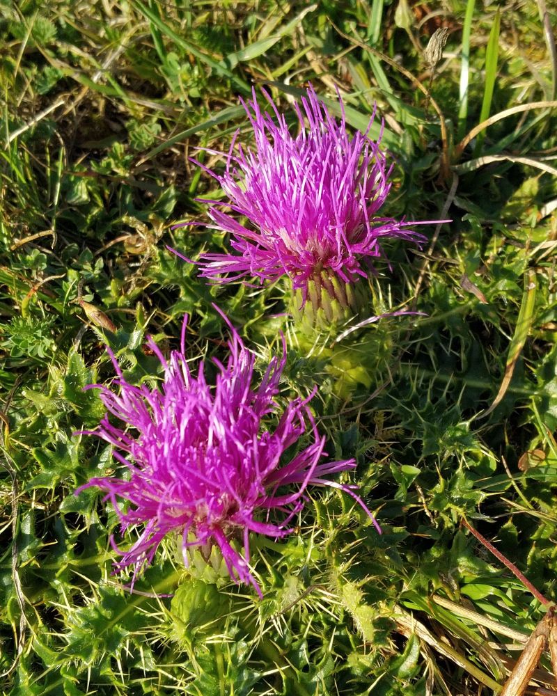 Two brilliantly deep pink flowers nestle in rough green turf. Their petals are arranged more like a head of mad hair than a more familiar flower. Below each we can see the rosette of their extremely sharp and spiny leaves.