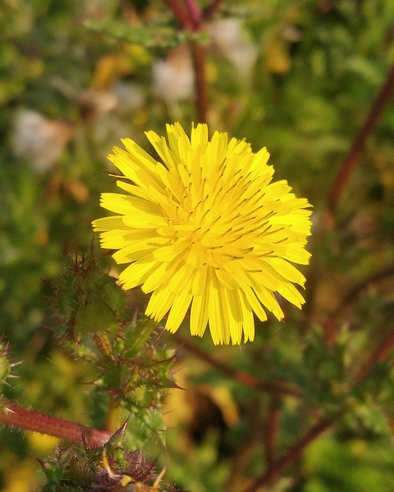 A brilliant yellow flower about 30mm in diameter composed of many oblong petals arranged in concentric rows .
Below and to the left of the flower head are buds of the same flower, very spiky and tinged in red.