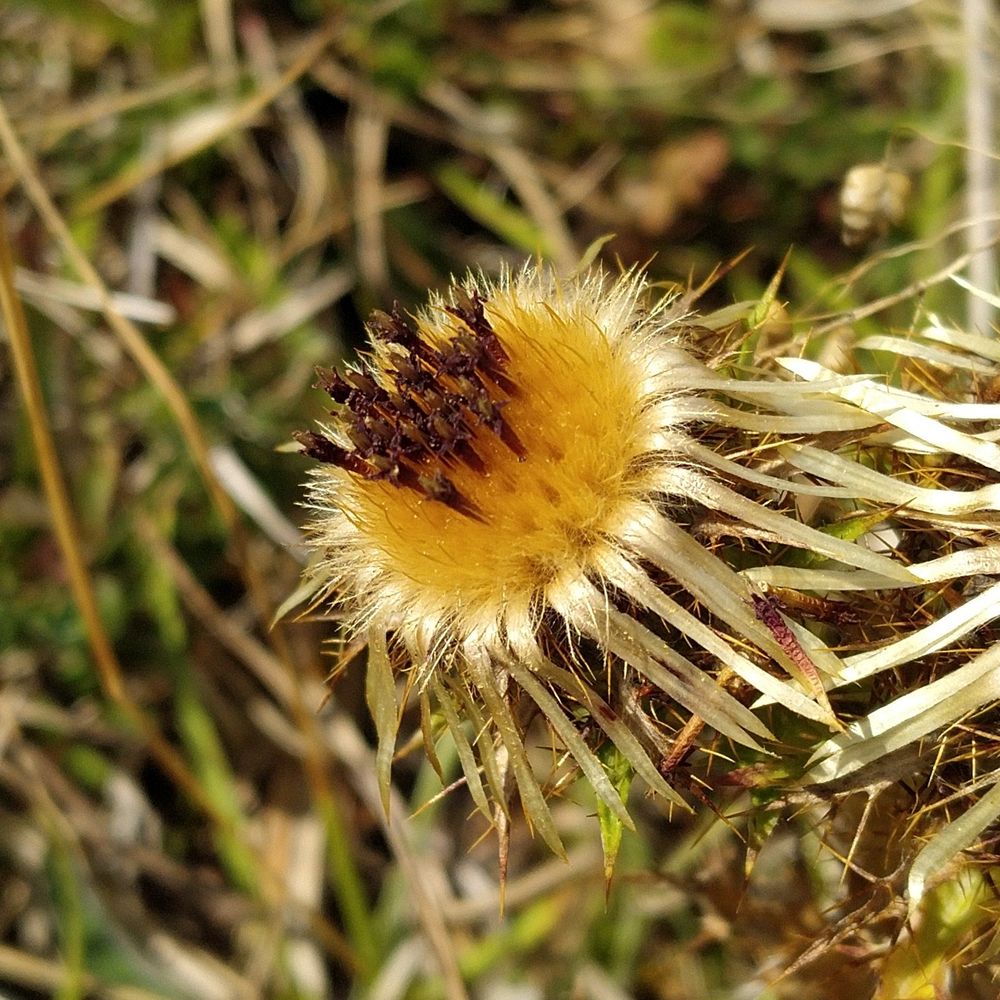 Vivid golden flower head surrounded by silver-white reflexed bracts. From the centre of the blooom emerge trumpet-shaped chocolate-brown structures.