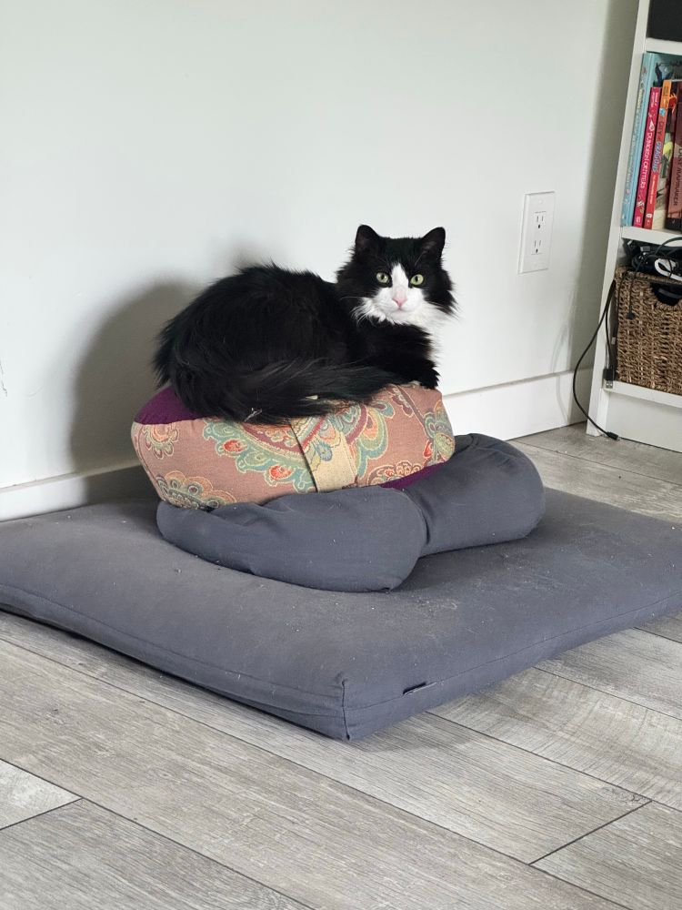 black can with white face sitting on a stack of meditation cushions 