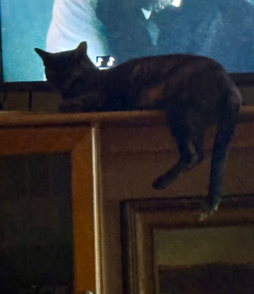 Cat lounging with its legs over the edge