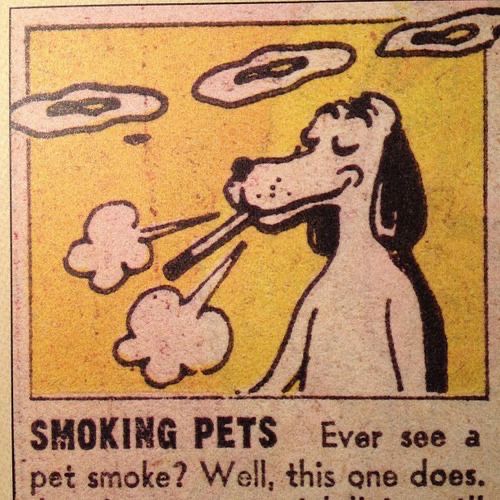 SMOKING PETS
Ever see a
pet smoke? Well, this one does.