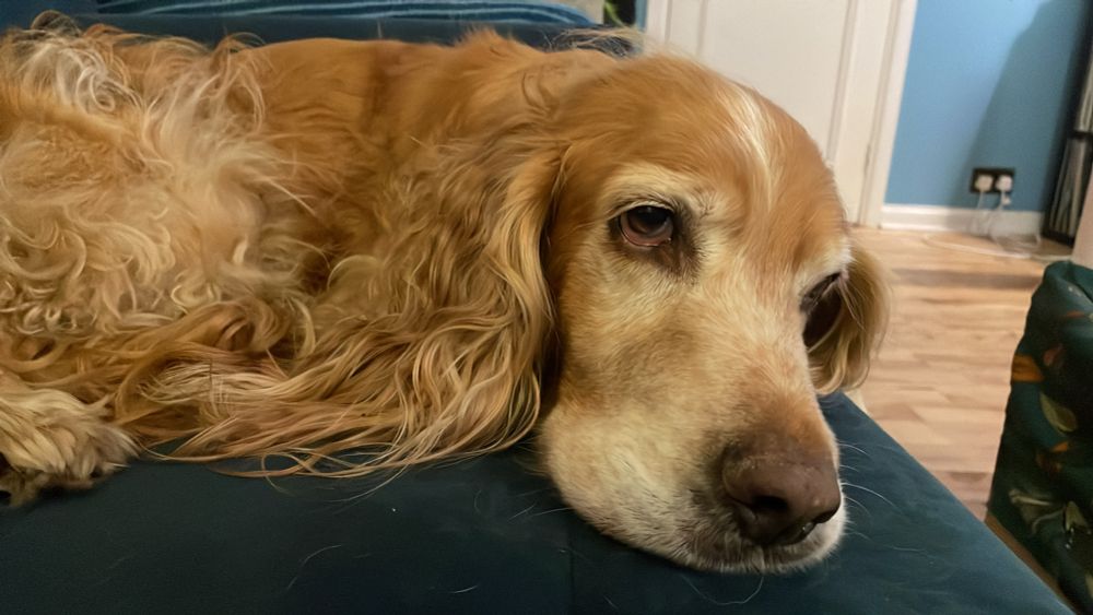 Taco, my golden cocker spaniel, on the couch looking a cross between done in and despondent. 