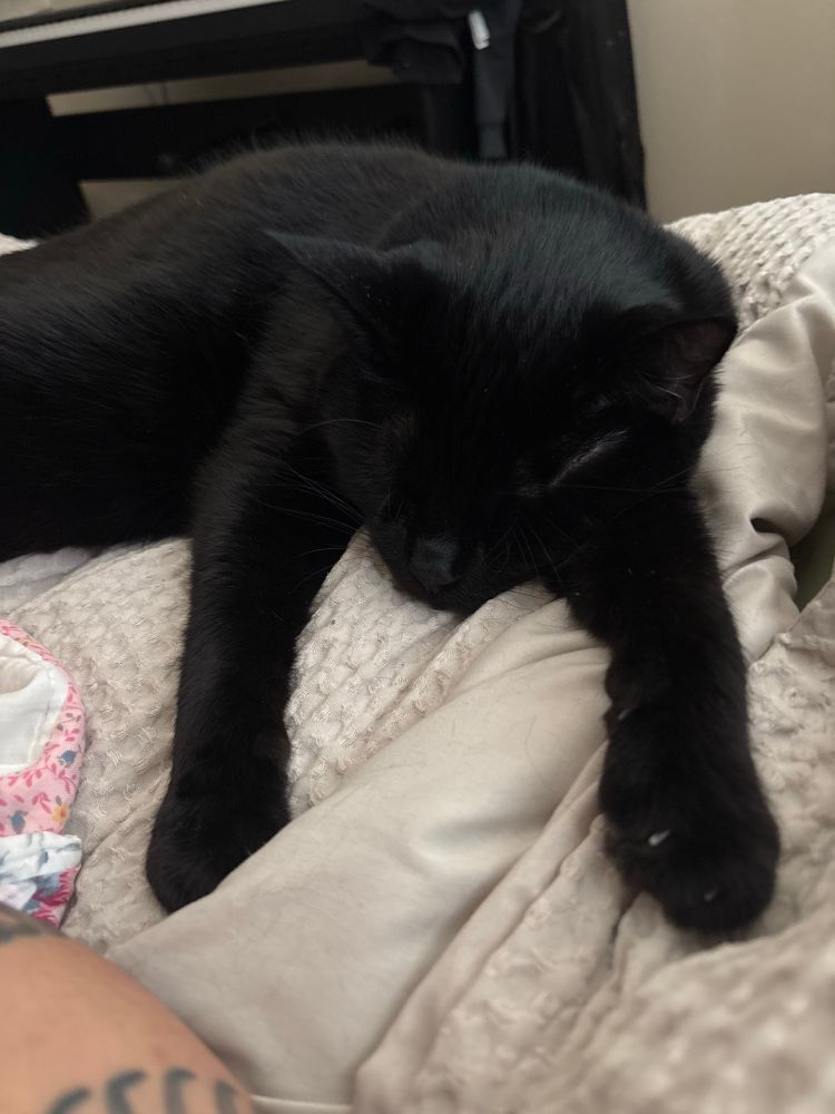 A black cat sleeping on top of a comfy bed with both his arms sprawled in front of him. 