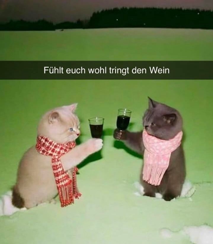 2 Kitten, die je einen Schal tragen. Sie halten in ihren Vorderpfoten ein Rotweinglas und prosten sich zu. Darüber steht: „Fühlt euch wohl tringt den Wein“