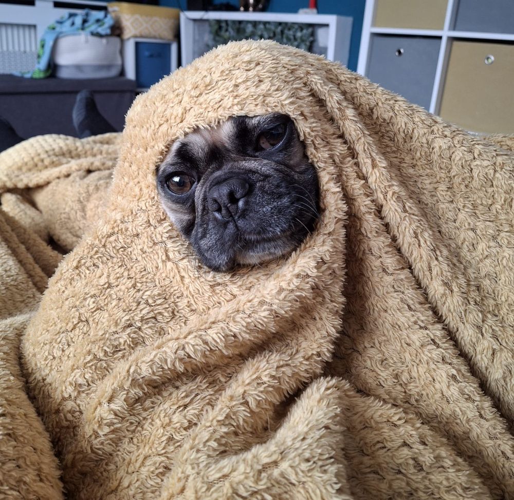 Photo of a dog in a living room, with it's face peeking out from a hold in the middle of a pale yellow blanket. The dog is a jug, a mixture of a pug and jack russell, and is looking wistfully at the camera with his head tilted slightly. 