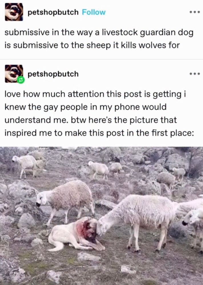 petshopbutch
submissive in the waya livestock guardian dog is submissive to the sheep it kills wolves for

petshopbutch
love how much attention this post is getting i knew the gay people in my phone would understand me. btw here's the picture that inspired me to make this post in the first place:

picture. a mountain highland range. ewes (female sheep) are among the rocks. a dog covered in blood lays, tired, having recently won a fight. a sheep leans down, stood, bowing her head to that of the dog, seemingly in thanks. the dog looks deeply greatful for the recognition, her posture resembling prayer. there is a renaissance quality to the composition, with sheep in the background keeping watch to ensure the sheep and the dog are undisturbed, like watchmen. it feels like the sheep is tending to the dog's wounds in a way, like a preistess bandaging a knight in embrace as she sits exhausted upon a stool with her armour open, the preistess holding her there, soothing song from her lips quietly as she lullabys the aching knight into rest, accepting the unrolling bandaging and care given to wash and dress her wounds. this too is yuri.
