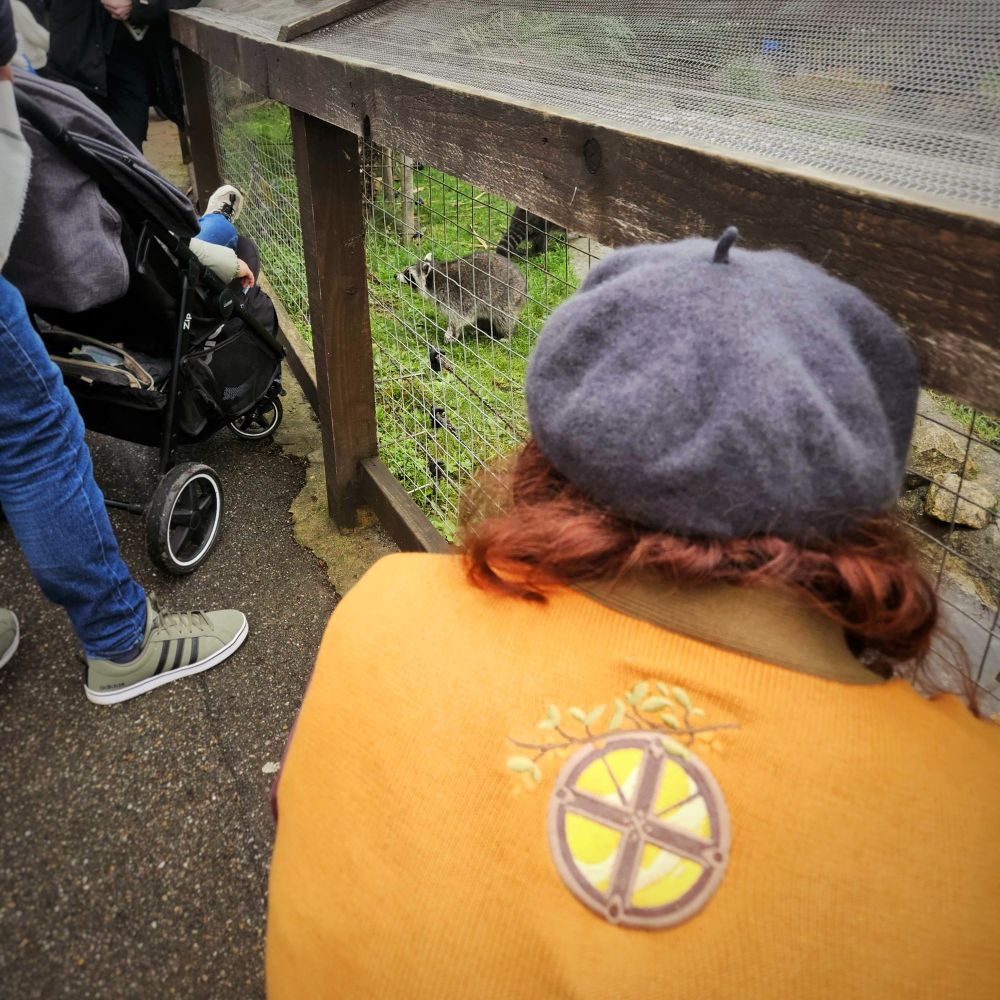 Aspyn crouches down outside the raccoon habitat facing away from the camera wearing an orange cardigan and grey beret. A raccoon can be seen behind the fence standing on grass looking up at the visitors. Some other guests, including a buggy, can be seen to the left also watching the raccoons.