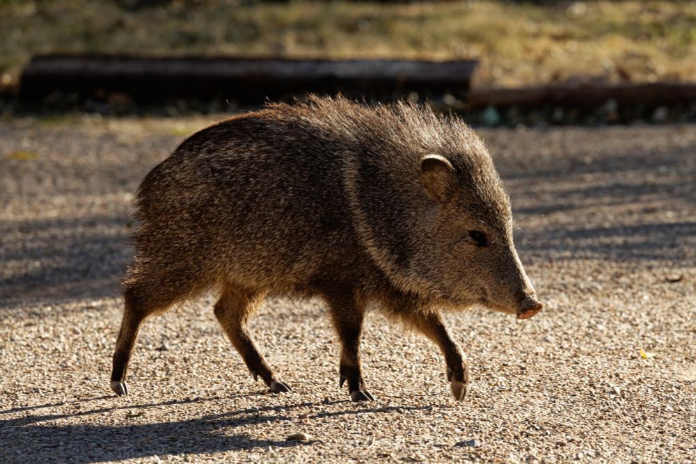 a beautiful javelina (hog)