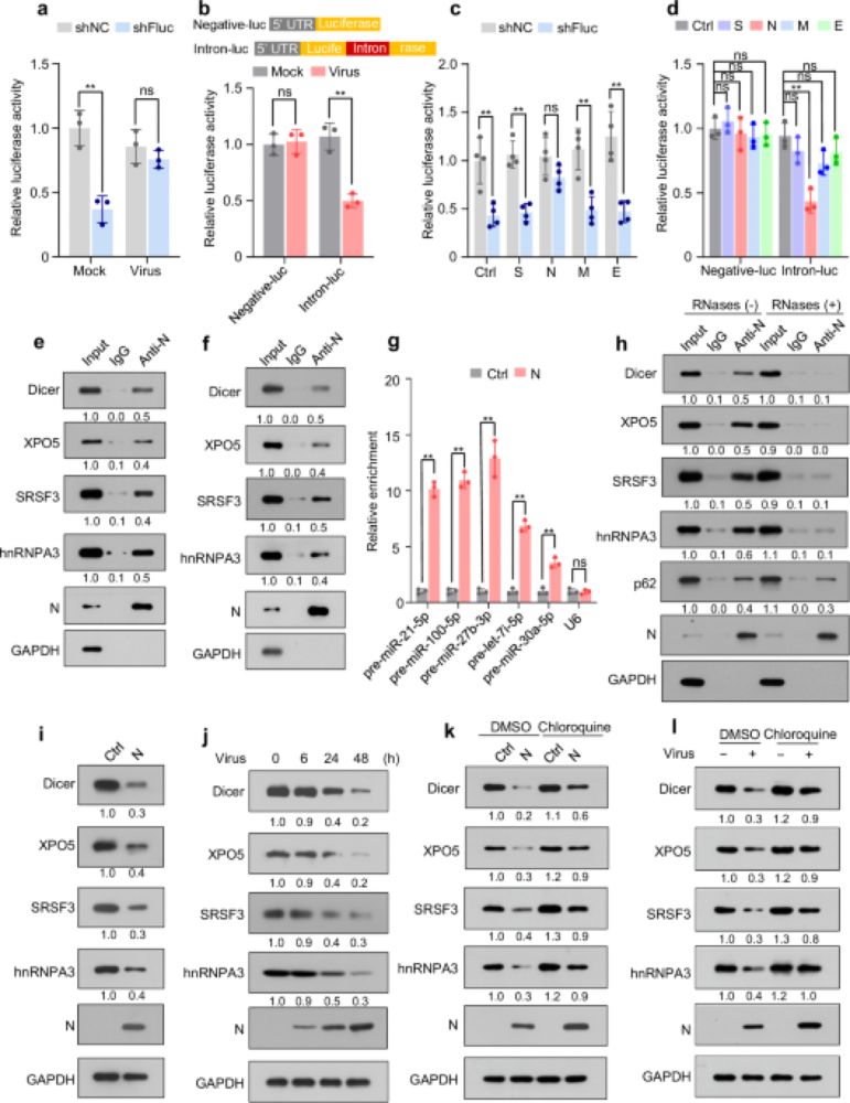 SARS-CoV-2 N protein-induced Dicer, XPO5, SRSF3, and hnRNPA3 downregulation causes pneumonia - Nature Communications