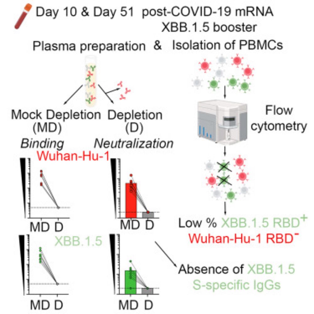 Persistent immune imprinting occurs after vaccination with the COVID-19 XBB.1.5 mRNA booster in humans