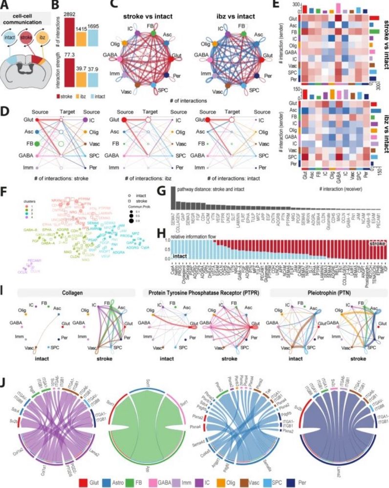 cellular and molecular shifts in the brain during the repair phase
