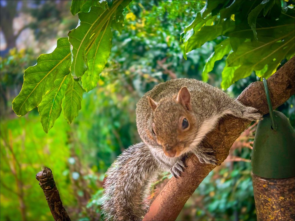 Curious squirrel look from 🪟 