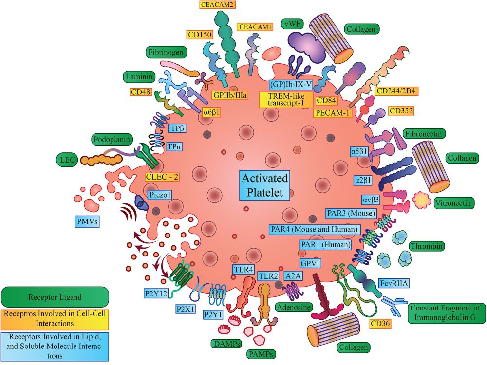 One immune cell to bind them all: platelet contribution to neurodegenerative disease - Molecular Neurodegeneration