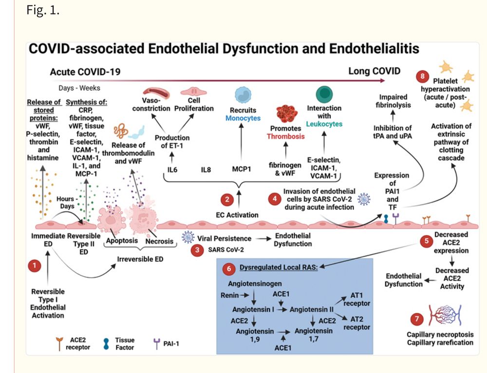 COVID-associated endothelial dysfunction and endothelialitis. Schematic representation of COVID-associated ED and endothelialitis. (1) Under pathological conditions, Type I and Type II endothelial activation—together with endothelial cell injury, such as endothelial cell apoptosis and necrosis—are all involved in ED. 39 (2) Endothelial activation promotes the production of various cytokines, chemokines, and other biomolecules that are involved in coagulation and the immune response. 40 (3) Viral persistence may contribute to ongoing endothelial inflammation or ED in Long COVID. 87 88 (4) After invasion of the endothelial cells by the virus, P-selectin, TF, ICAM1, VCAM1, and PAI-1 are expressed on these cells and ultra-large VWF multimers are also released. 58 (5) The downregulation of ACE2 favors ED 39 135 136 137 and leads to (6) a dysregulated local RAS with increased levels of Angiotensin II. 55 (7) Capillary rarefication (indicating an inflammatory response) has also been noted in patients suffering from Long COVID. 30 (8) Platelet hyperactivation is a key feature of a hypercoagulable state and has also been noted as a prominent feature in the pathobiology of acute infection 68 69 and Long COVID. 71 Created with BioRender.com. ACE2, angiotensin-converting enzyme 2; COVID-19, coronavirus disease 2019; ED, endothelial dysfunction; ICAM1, intercellular adhesion molecule 1; PAI-1, plasminogen activator inhibitor 1; RAS, renin–angiotensin system; SARS-CoV-2, severe acute respiratory syndrome coronavirus 2; TF, tissue factor; VCAM1, vascular cell adhesion molecule 1; VWF, Von Willebrand factor.