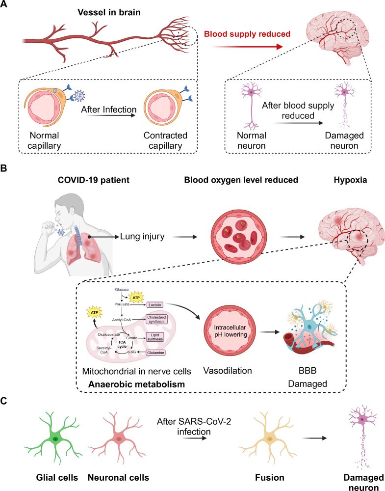 Mitochondrial in nerve cells
Anaerobic metabolism