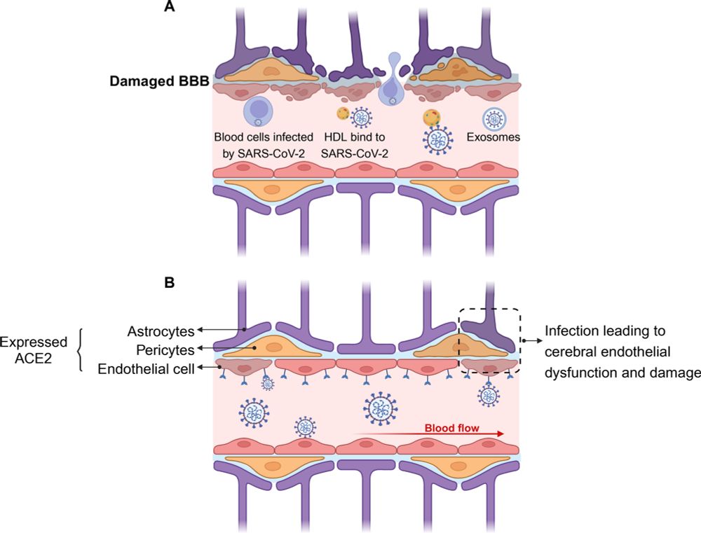 Infection leading to cerebral endothelial
dysfunction and damage