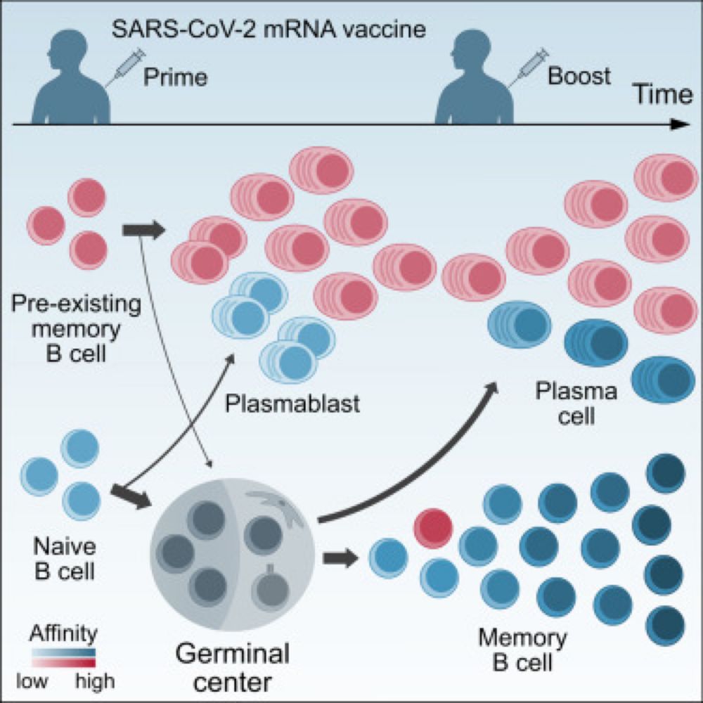 Affinity-independent memory B cell origin of the early antibody-secreting cell response in naive individuals upon SARS-CoV-2 vaccination